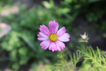 Pink cosmea flower in the meadow