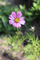 Obraz premium Pink cosmea flower in the meadow