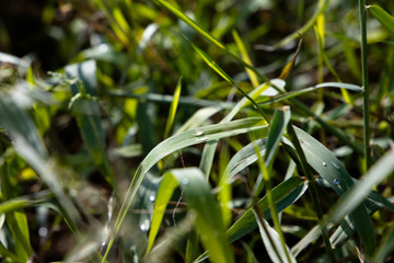 green grass in the morning