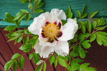 White tree peony in full bloom on the background of a wooden wall of a country house in Ukraine.