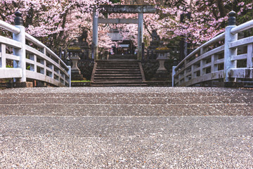 200427護国神社桜Z035
