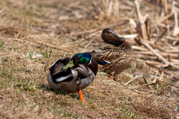A close-up shot of the male and female wild duck cleaning their plumage on the shore of the lake. Selective focus. Blured background.
