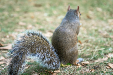Squirrel on Hyde Park in London, England, UK