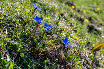 Fresh blue alpine gentian in the forest, spring season