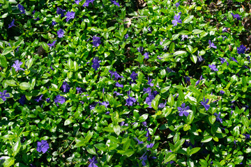 Fototapeta premium Ground Covering Background of Purple Flowers and Green Plants during Spring