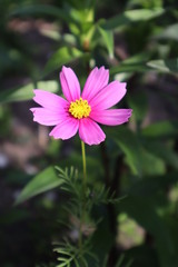 Obraz premium Pink cosmea flower in the meadow