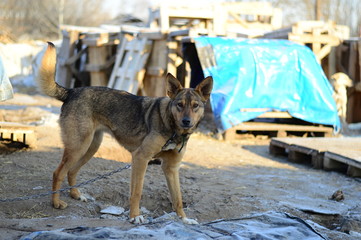 one dog in a dog shelter