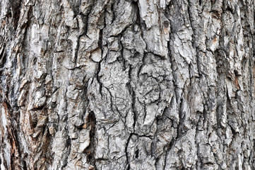 Old wood bark tree texture background pattern.