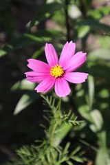 Pink cosmea flower in the meadow