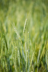 Close up view of young green wheat in a wheat field on a farm in the Swartland region in the western cape of south africa