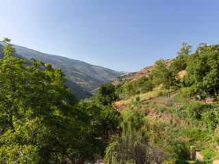 Naklejka premium mountain landscape with trees in Sierra Nevada (Spain)