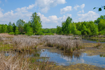 A forest lake in Ukraine that has become shallow during a drought. Ecological disaster.
