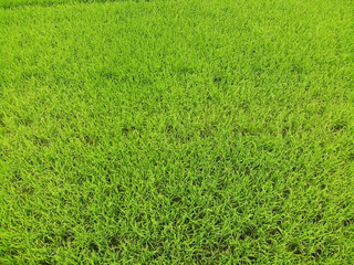 Top view rice green field, agriculture Asian farm growth beautiful texture at countryside background image by Drone