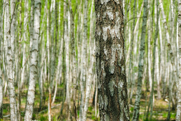 Fragment of a birch trunk on a background of sunny birch forest in spring in Ukraine.