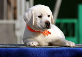 labrador puppy on a blue background