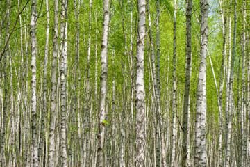 Fototapeta na wymiar Dense birch forest in spring in Ukraine. Birch background. Copy space.