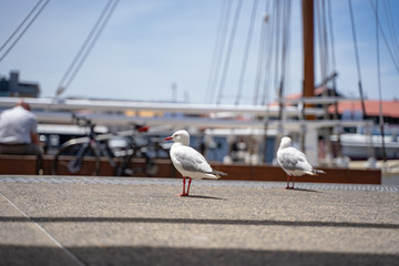 seagull on the pier