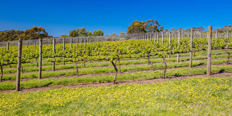 Obraz premium Mornington Peninsula Vines in Australia