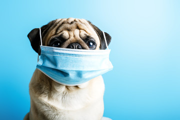  beige pug dog in a surgical medical mask on a blue background. concept of protection against...