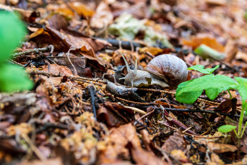 A grapevine snail or roman snail on brown leaves on the wood floor