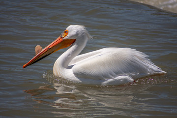 Fototapeta na wymiar Pelican enjoying the sun