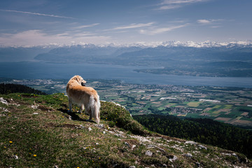 The dog looks at the mountains.