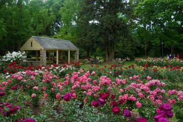 The Rose Garden in Raleigh North Carolina