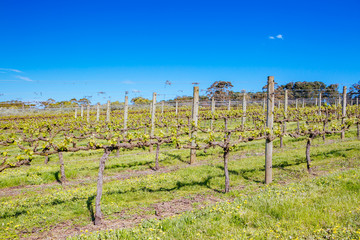 Fototapeta na wymiar Mornington Peninsula Vines in Australia