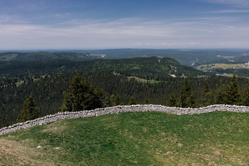 Pine forest and meadow in the mountains on the background of the sky with clouds.