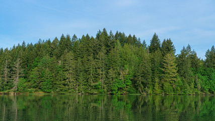 Fototapeta na wymiar Evergreen Trees Along Oyster Bay, Shelton, Washington State