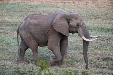 Elefante che passeggia nella savana in Kenya