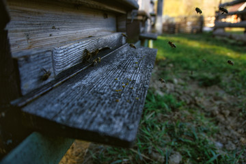 Traditional Czech beekeeping's routine during the springtime.