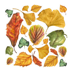 Fototapeta na wymiar Watercolor vector set of autumn leaves. Ginkgo, birch, ivy, begonia physalis and other