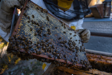 Traditional Czech beekeeping's routine during the springtime.