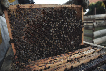 Traditional Czech beekeeping's routine during the springtime.