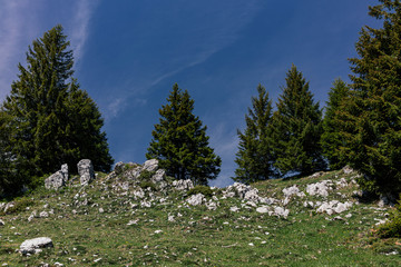 Pine forest and meadow in the mountains on the background of the sky with clouds.