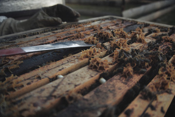 Traditional Czech beekeeping's routine during the springtime.