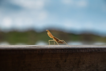 mantis on a wooden table 