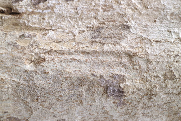 The surface of an old tree Tree, The wood surfaces are interlaced in black and white with natural patterns.