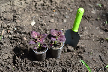 Planting young flowers, seedlings in the spring on a sunny, warm, clear day. Wonderful ornamental plant colius, variety black dragon