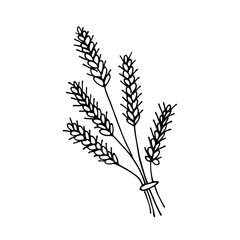 Fototapeta premium handwritten vector one small spikelet of wheat on a white background. small spikelet of wheat 