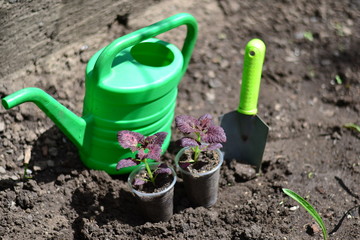 Planting young flowers, seedlings in the spring on a sunny, warm, clear day. Wonderful ornamental plant colius, variety black dragon