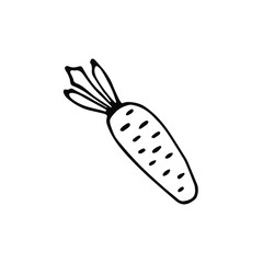 handwritten vector of a little carrot on a white background. black and white carrots