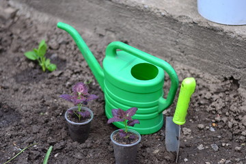 Planting young flowers, seedlings in the spring on a sunny, warm, clear day. Wonderful ornamental plant colius, variety black dragon