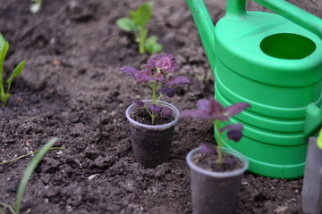 Planting young flowers, seedlings in the spring on a sunny, warm, clear day. Wonderful ornamental plant colius, variety black dragon