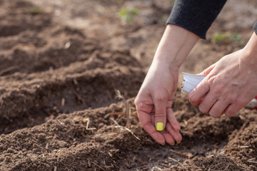 planting seeds in the garden. Wholesome food will grow soon
