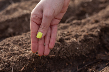 planting seeds in the garden. Wholesome food will grow soon
