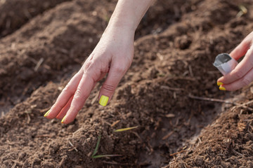planting seeds in the garden. Wholesome food will grow soon
