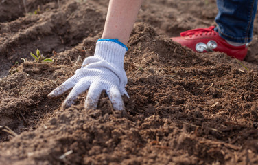 female hands digging in the mud. Gloved, and the earth is brown.  
