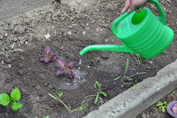 Planting young flowers, seedlings in the spring on a sunny, warm, clear day. Wonderful ornamental plant colius, variety black dragon